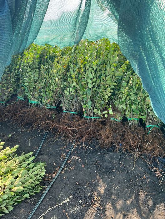 Кизильник блестящий ОКС