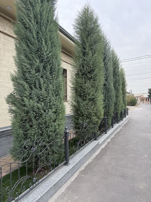 Продается кипарис, ёлка