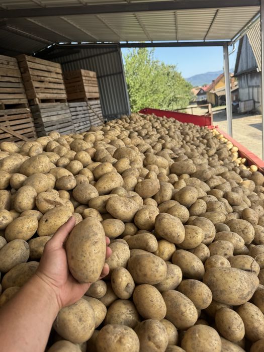 Cartofi samanta si consum