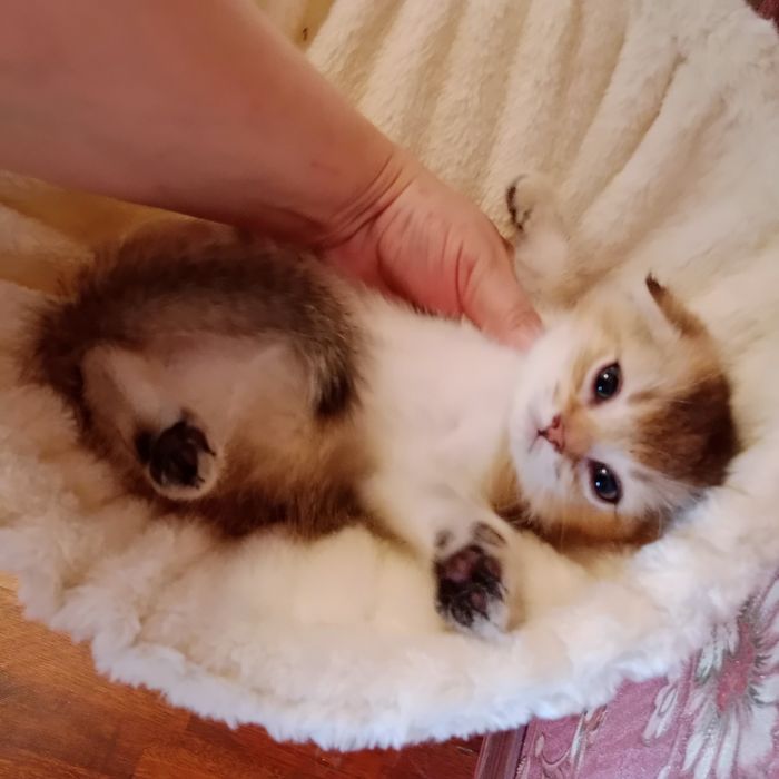 Девочка золотая Шиншила Скоттиш Фолд