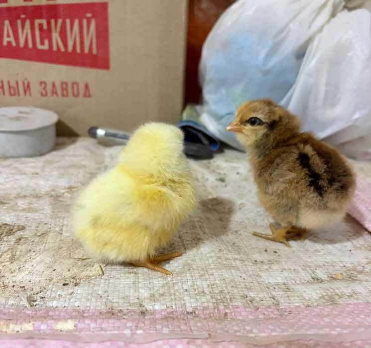 Продам цыплят породы Лекбар