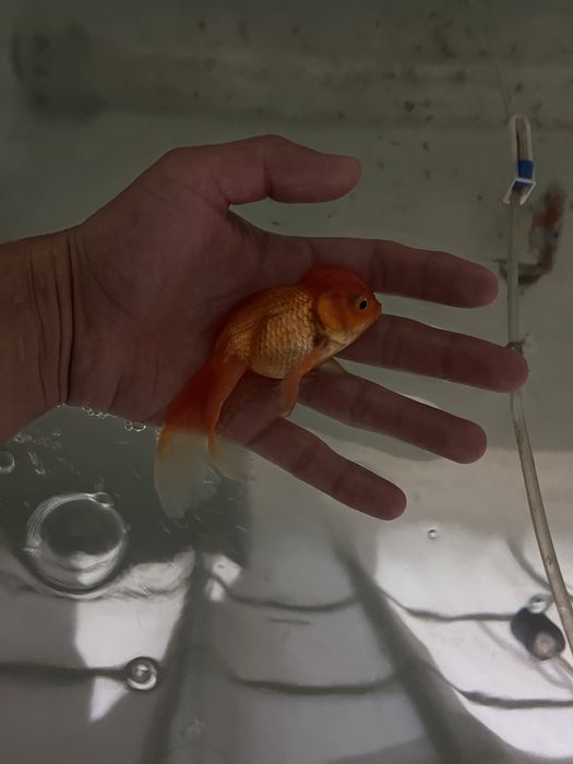 Oranda baliqla sotiladi