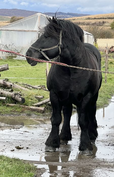 Armasar pentru monta !