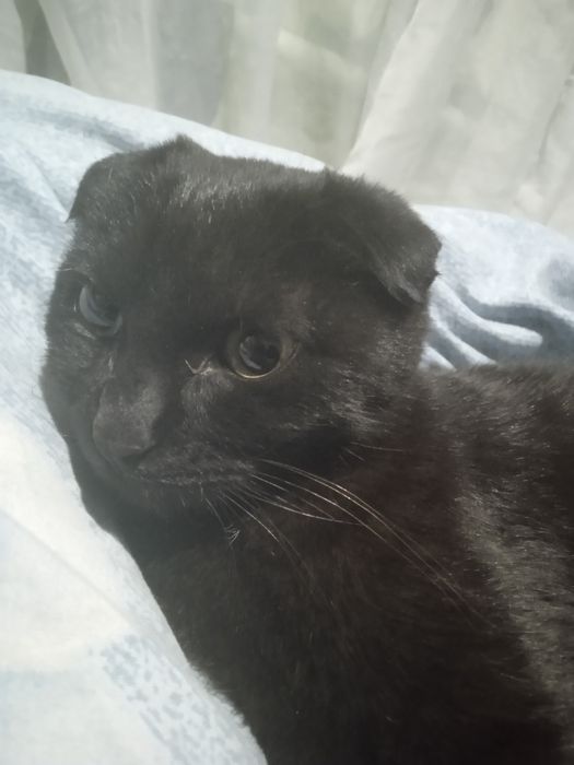 Skotish Fold kafolati bilan