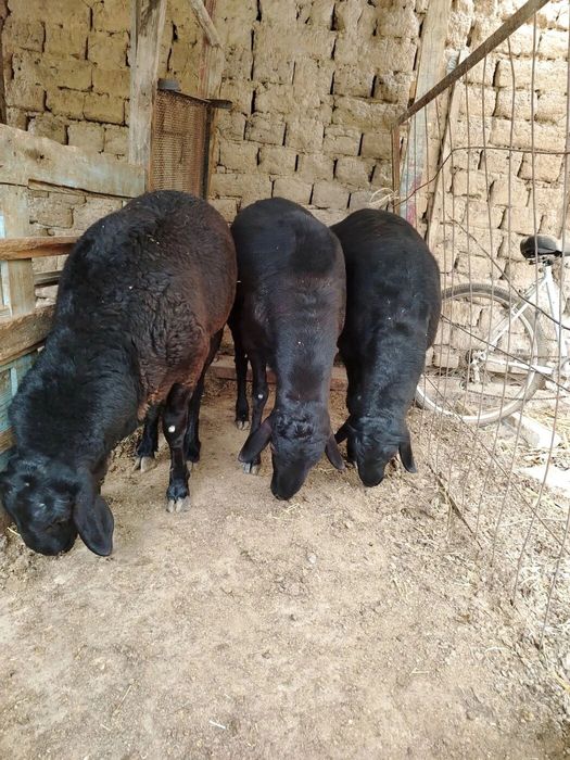 Qochqorlar Qoylar qoy  sotiladi Zotli