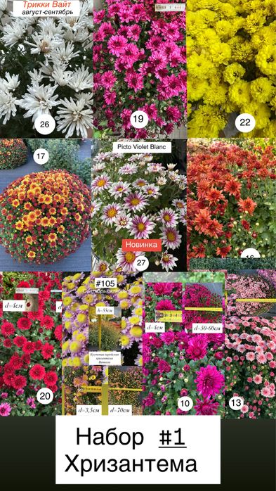 Питомник «Солнечный» растения для сада