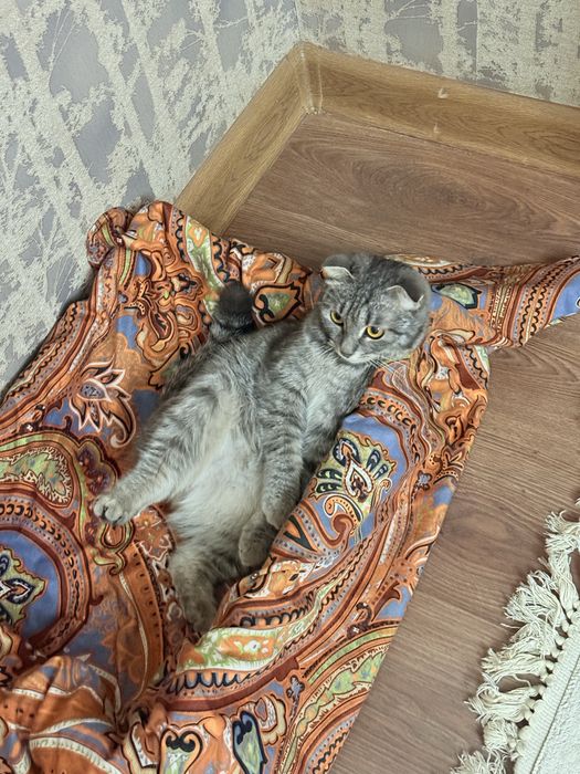 шотландский вислоухий