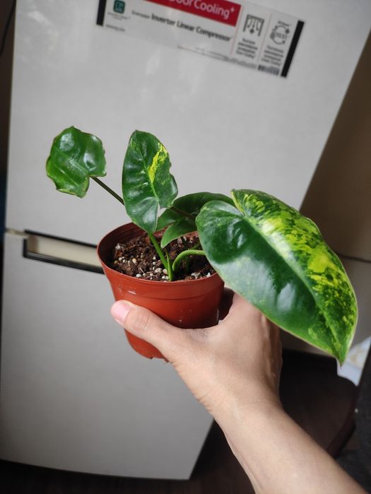 Филодендрон Бурле Макс Вариегатный (Philodendron Burle Marx Variegata