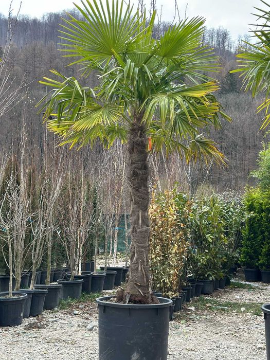 Palmieri  tranhicarpus  cicas