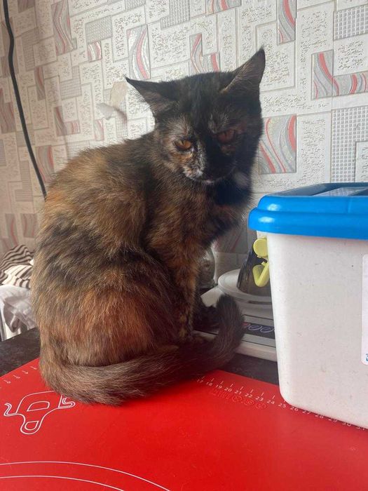 Кошечке нужен дом!