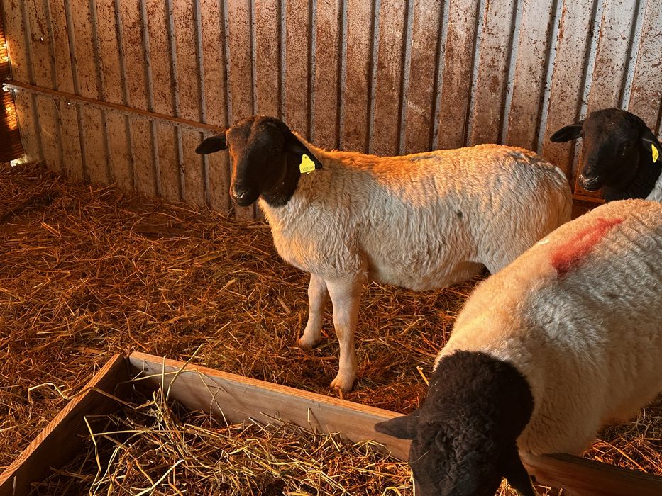 Овцы Дорпер. Бараны Дорпер ягнята