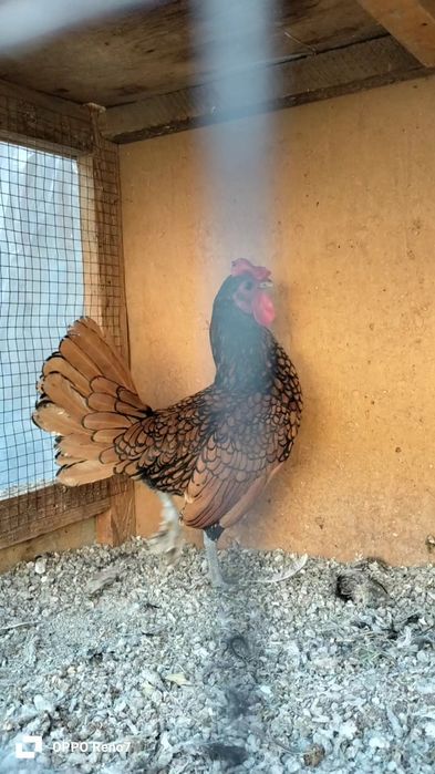 Zaltoy seberak xoʻroz sotiladi