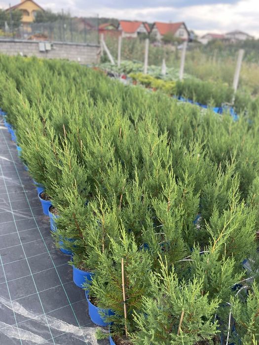 Leylandii 2001, direct de la producator - 25 ron