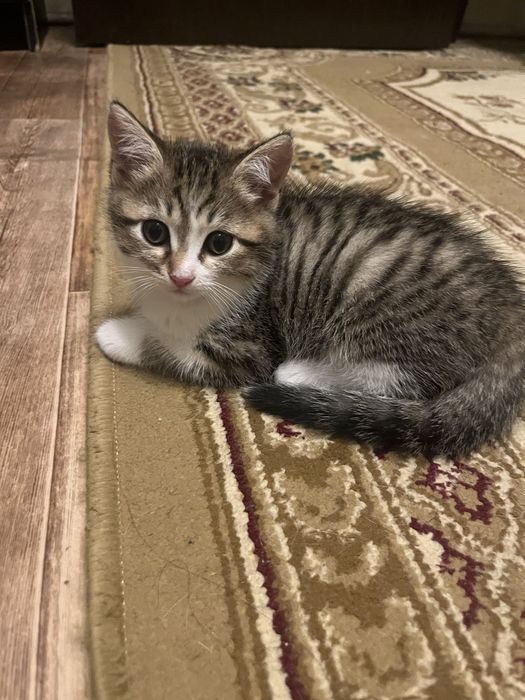 Отдам Котят в добрые руки