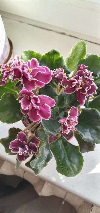 Продам фиалки сортовые цветущие