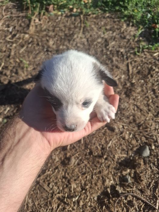 Căței spre adopție