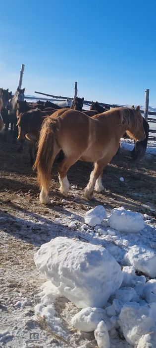 Жеребец айгыр Новоалтай