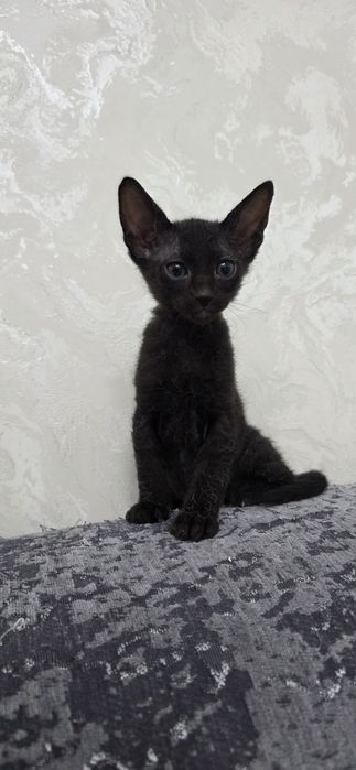 Продам котят,метисы
