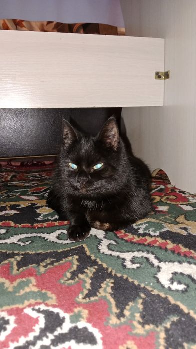 Чёрная кошка 1,5 года не рожала