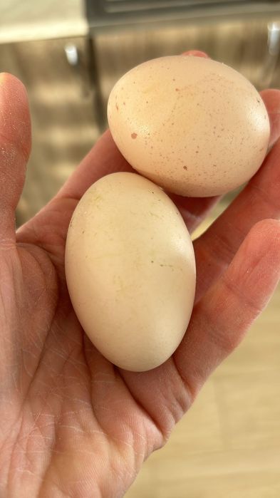 Инкубационное яйцо