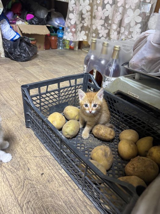 Отдам в хорошие руки котят