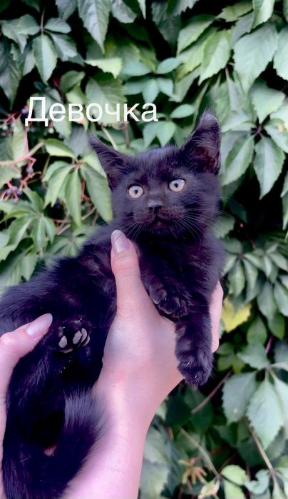 Котята в любящие руки