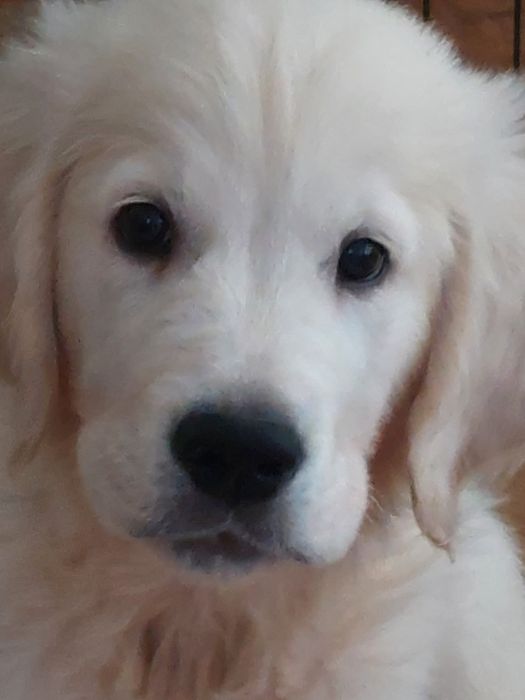 Vand catelus de golden retriever