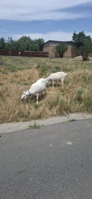 Продам                   .