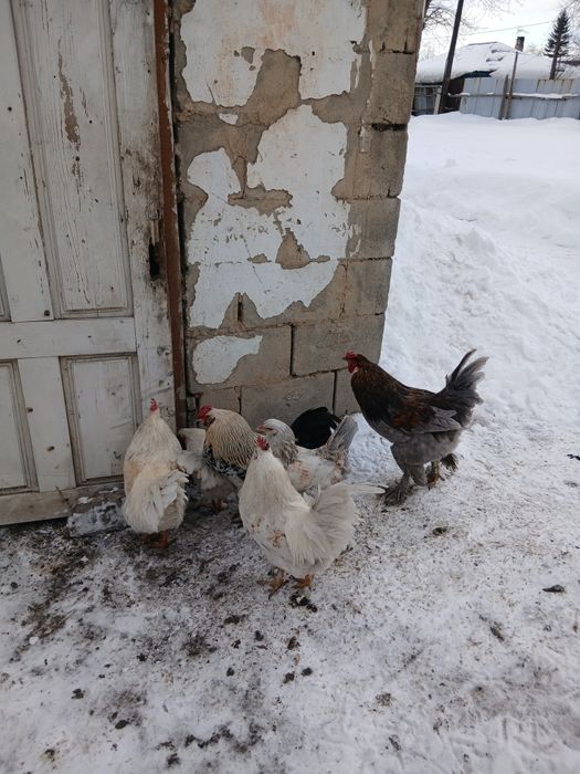 Продам петухов 3500тг