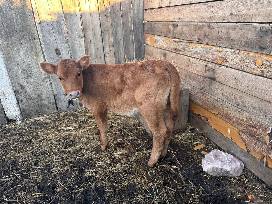 Бузау сатыладыыыы