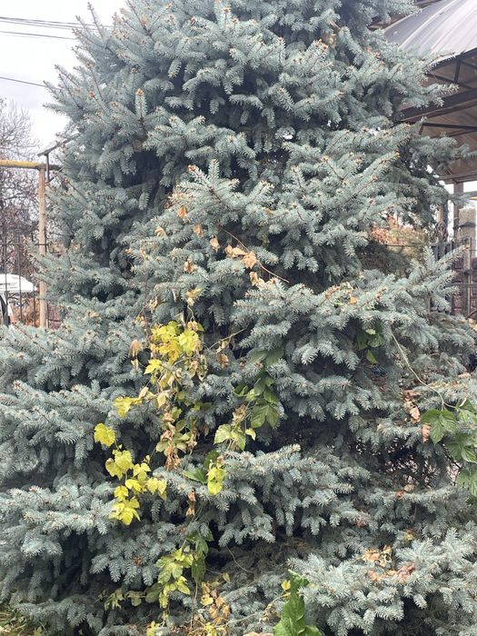 Продам Елки самовывозам