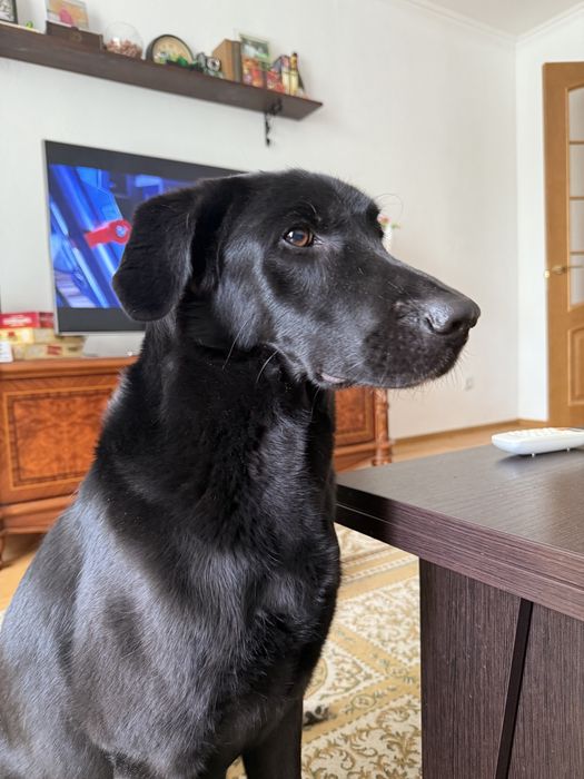 Отдам лабрика в добрые и ответственные руки