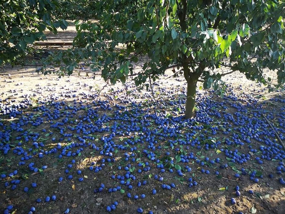 Vand prune fierte pentru palinca/tuica