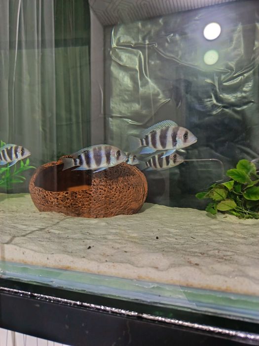 Подростки Фронтозы