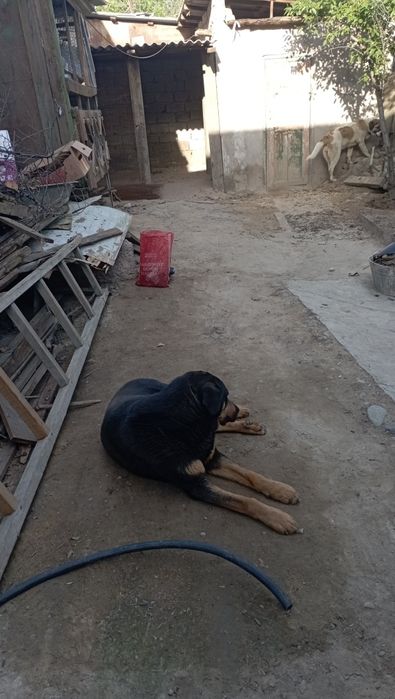 Отдам в хорошие руки