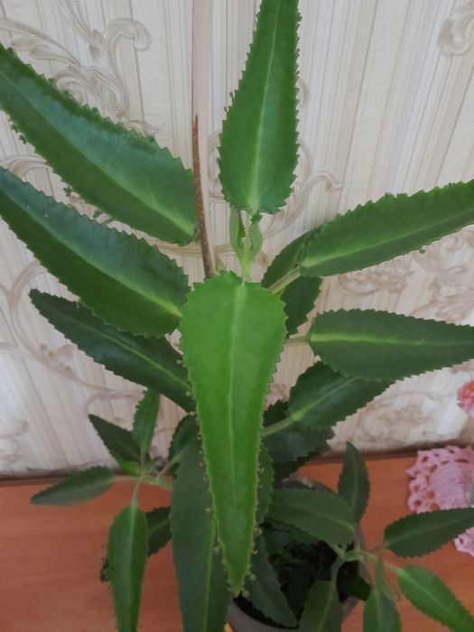 Каланхоэ для лечения продам