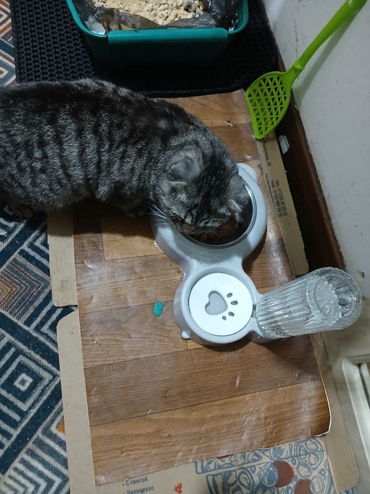 Продаются котята шотландские