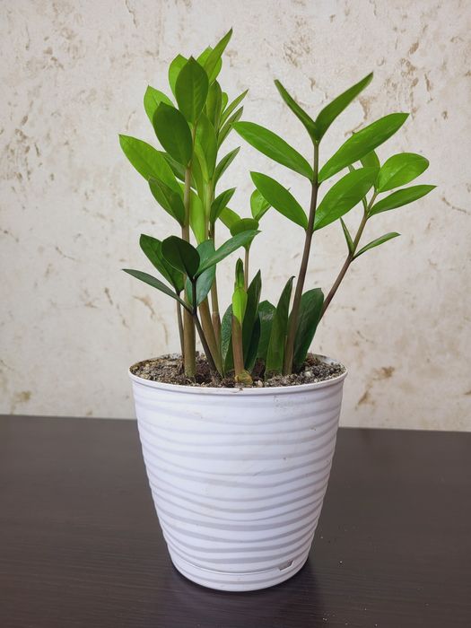 Замиакулькас , бугенвилии