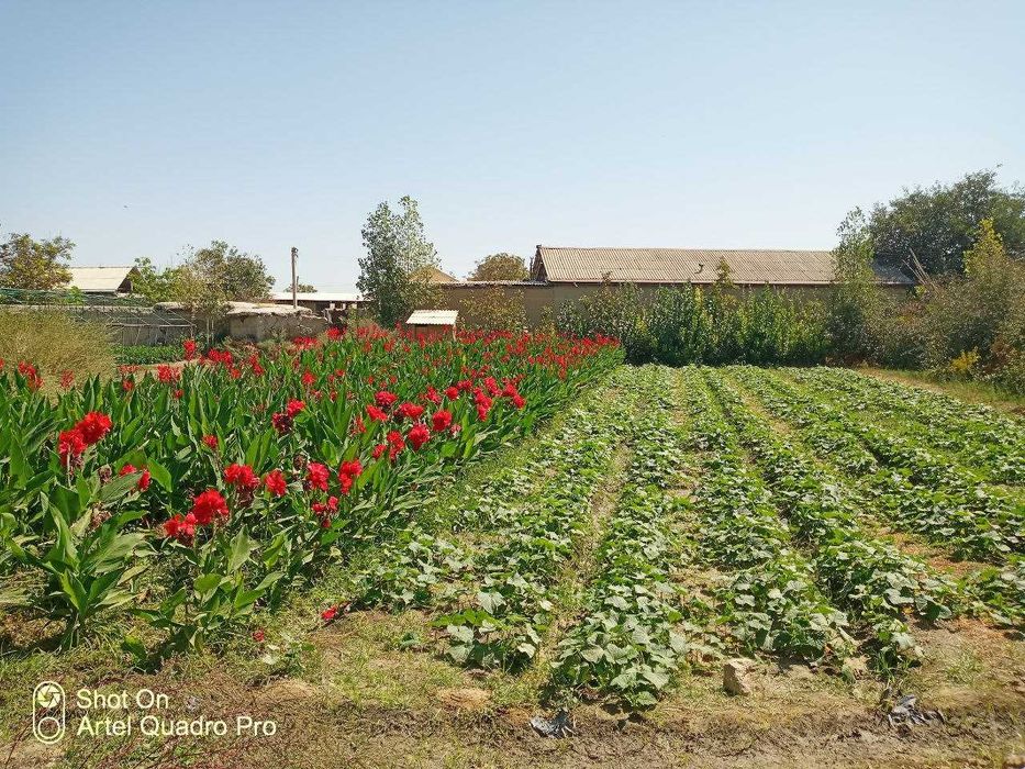 Kan Gul – Кан Гул  Сотилади , To‘g‘ridan-to‘g‘ri Dehqondan Oling!