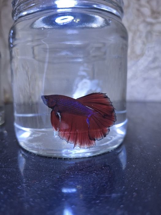 Красивые рыбы петушки