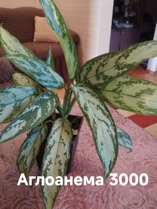 Продам Комнатные растения