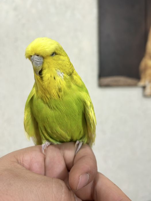 Выставочный попугай