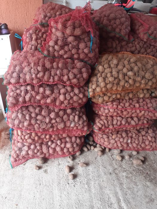 Cartofi de sămânță