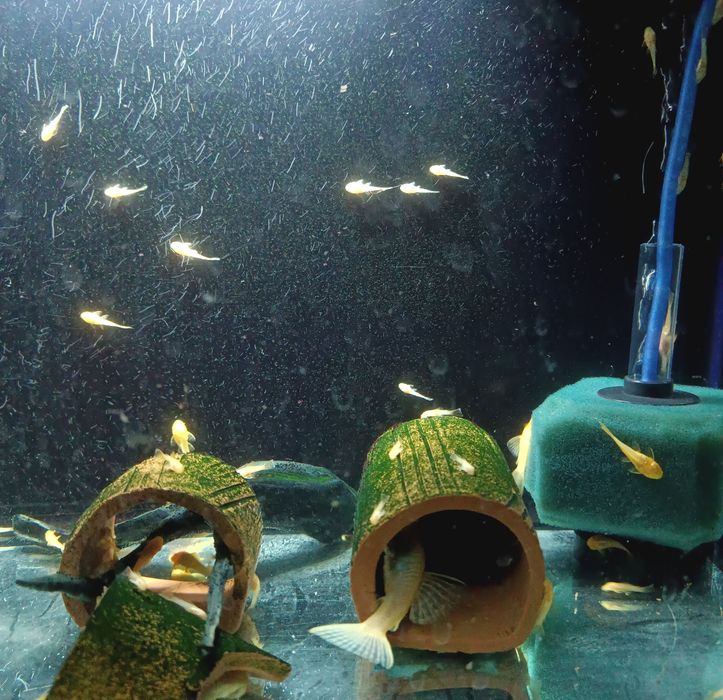 Меченосцы , Моллинезии, Гуппи ,Анциструсы.