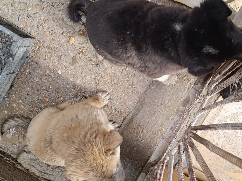 Щенки продается т