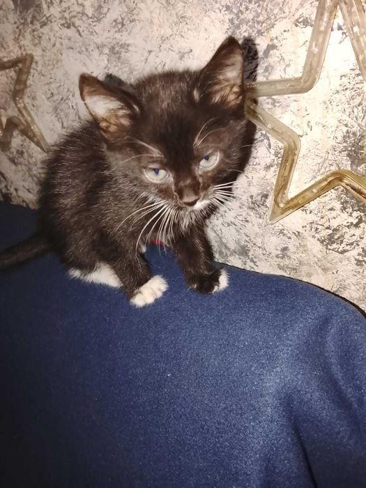 Отдам котят в хорошие руки