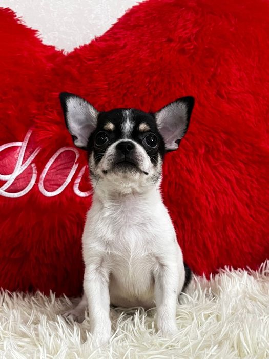 Шикарный мальчик чихуахуа кобби