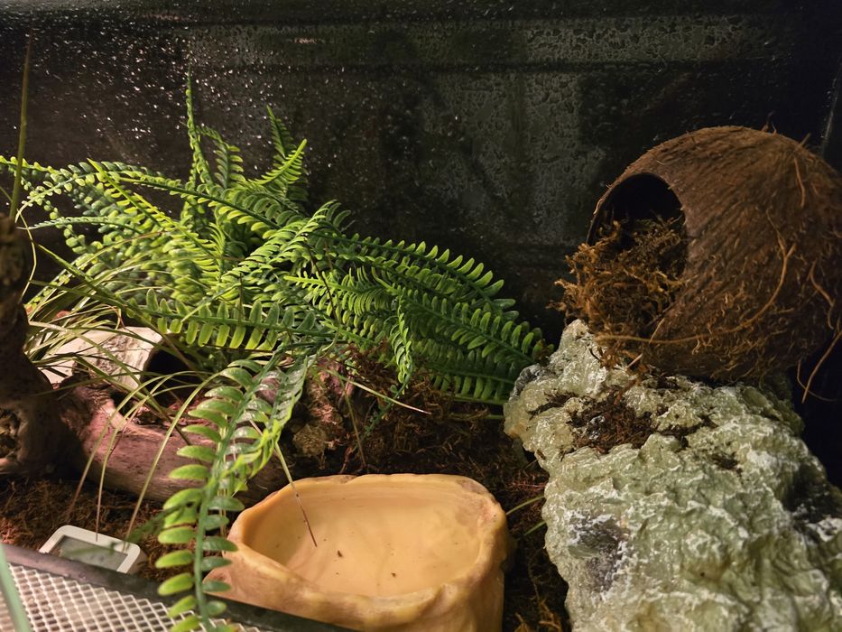 Vand Cornsnake  cu terariu