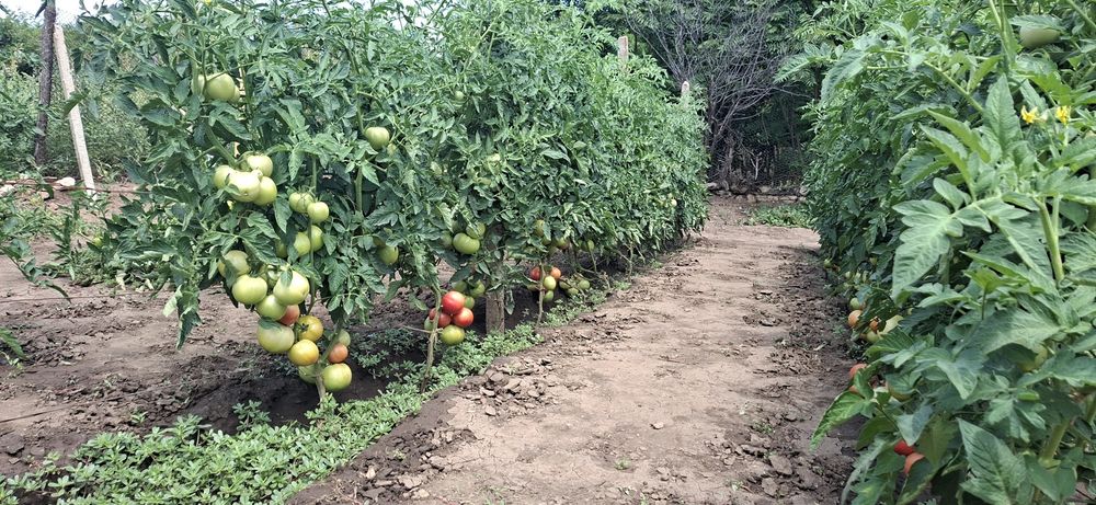 Продавам Домашни Домати