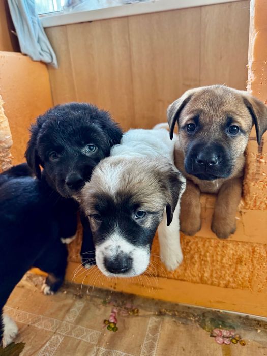 Щенки лабрадор с овчаркой